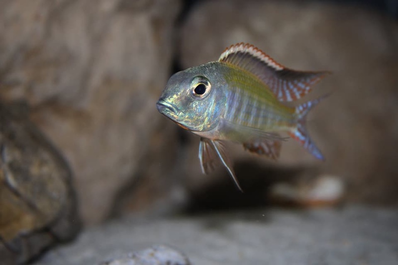 Lethrinops albus 'Kande Island'